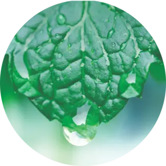 Spearmint Leaf