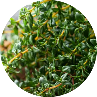 Thyme Sprigs