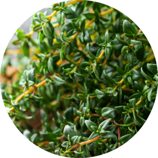 Thyme Sprigs