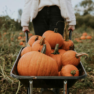 wheelbarrow of pumpkins