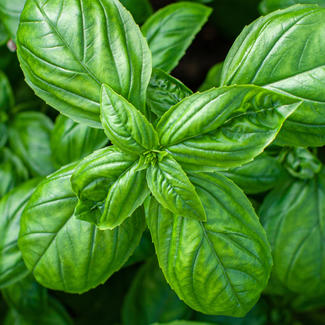 Basil Plant for Basil Scent