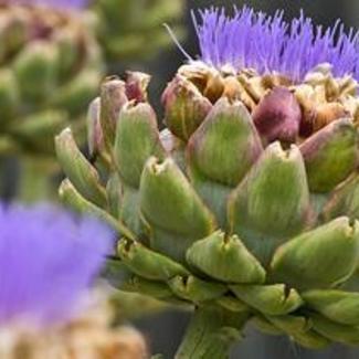 Artichoke in Bloom
