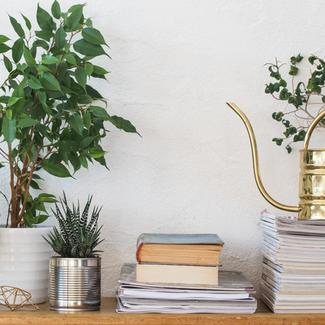 Houseplants and Books on Shelf