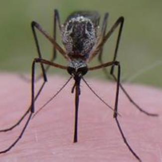 Mosquito Biting Skin