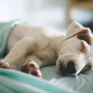 Spring Pet Cleaning