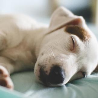 Puppy Sleeping on bed