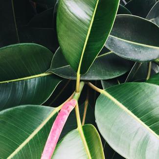 Close up of  Ficus Elastica Plant