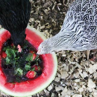 Chickens Eating Fruit