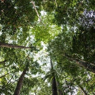 View of a forest from the ground looking up at the trees