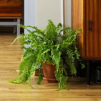 Image of Boston fern plant sitting on wood floor next to a mod style sideboard
