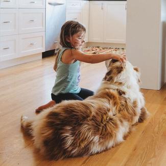 Little kid playing with big dog lying on hardwood floor