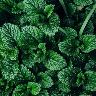 close up image of lush, dark green mint leaves