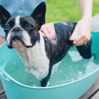 French Bulldog washed in turqouise tub outdoors