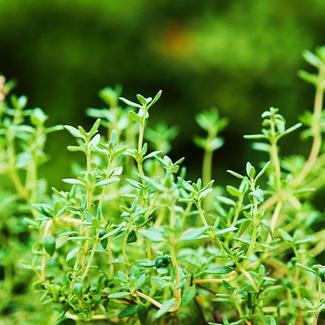 Close up image of Thyme plant