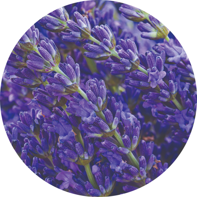 Disinfectant Spray Lavender, Vanilla & Thyme Seventh Generation