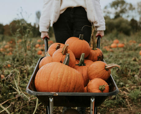 wheelbarrow of pumpkins