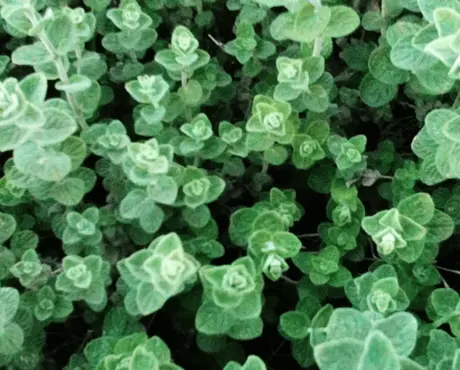 Thymol