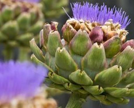 Artichoke in Bloom
