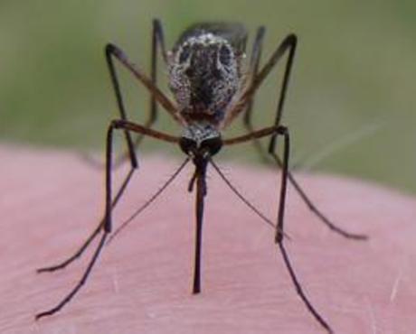 Mosquito Biting Skin