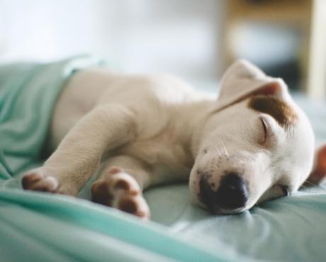 Spring Pet Cleaning