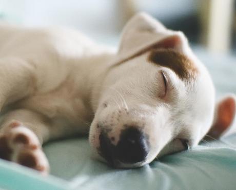 Puppy Sleeping on bed