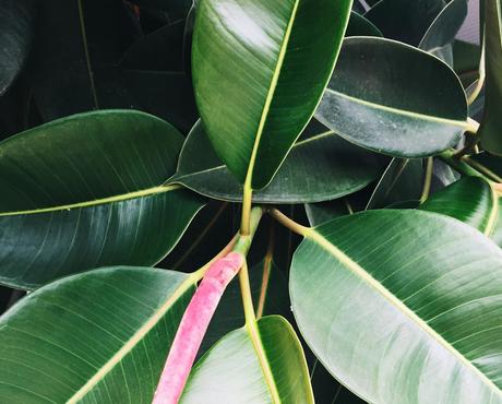 Close up of  Ficus Elastica Plant