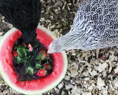 Chickens Eating Fruit