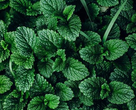 close up image of lush, dark green mint leaves