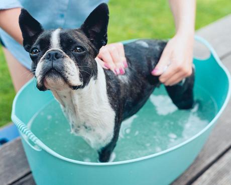 French Bulldog washed in turqouise tub outdoors