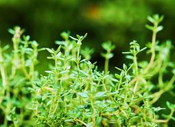 Close up image of Thyme plant