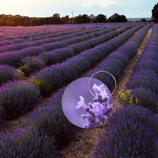 Circled macro image of lavender overlaying lavender field