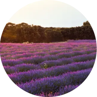 circular image of lavender field