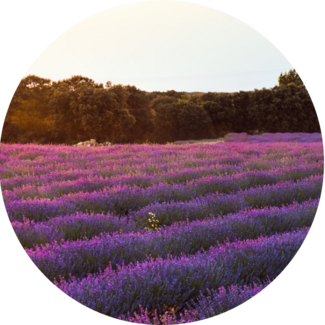 circular image of lavender field